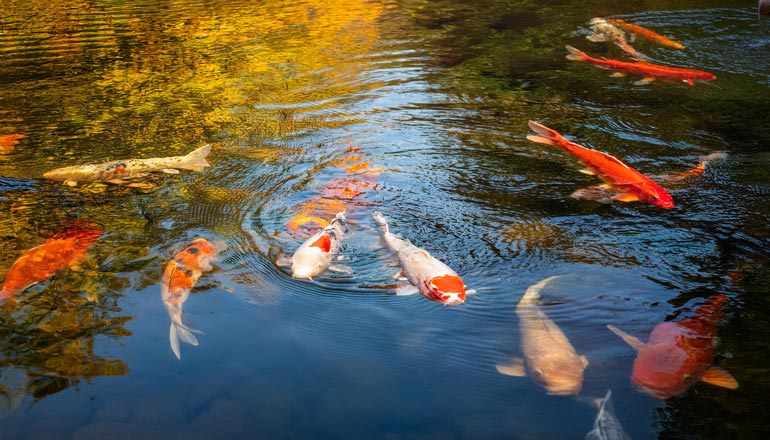 Koi-Fische im Herbst