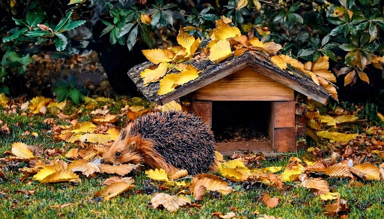 Igelhaus mit neugierigem Igel